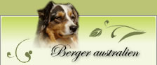 elevage berger australien