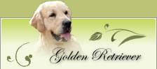 elevage golden retriever